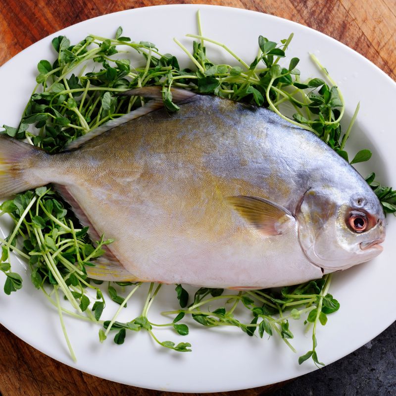 Buy Pompano Fish | Fresh, Mild & Buttery Flavor – FloridaFreshFish.com