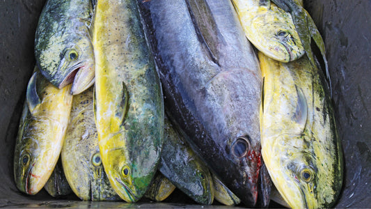 Cobia fish