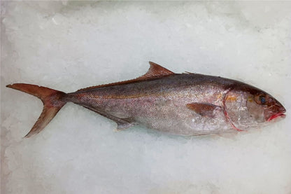 Amberjack