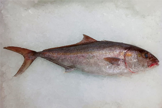 Amberjack