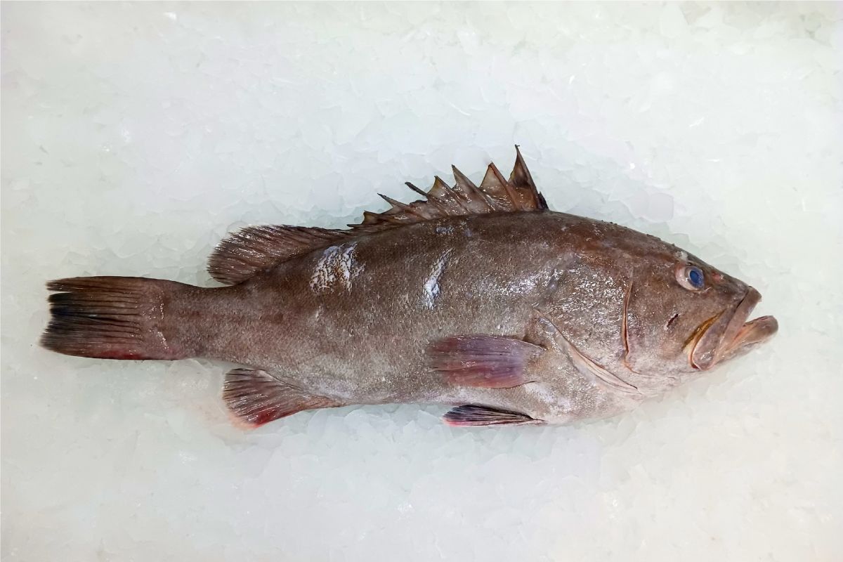 Grouper