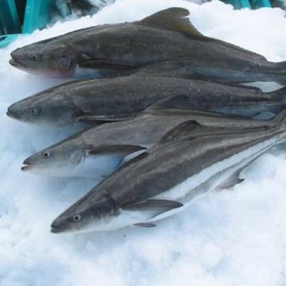 Cobia