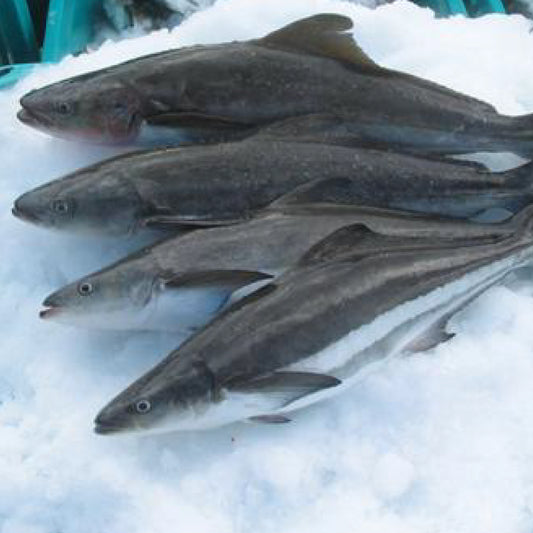 Cobia