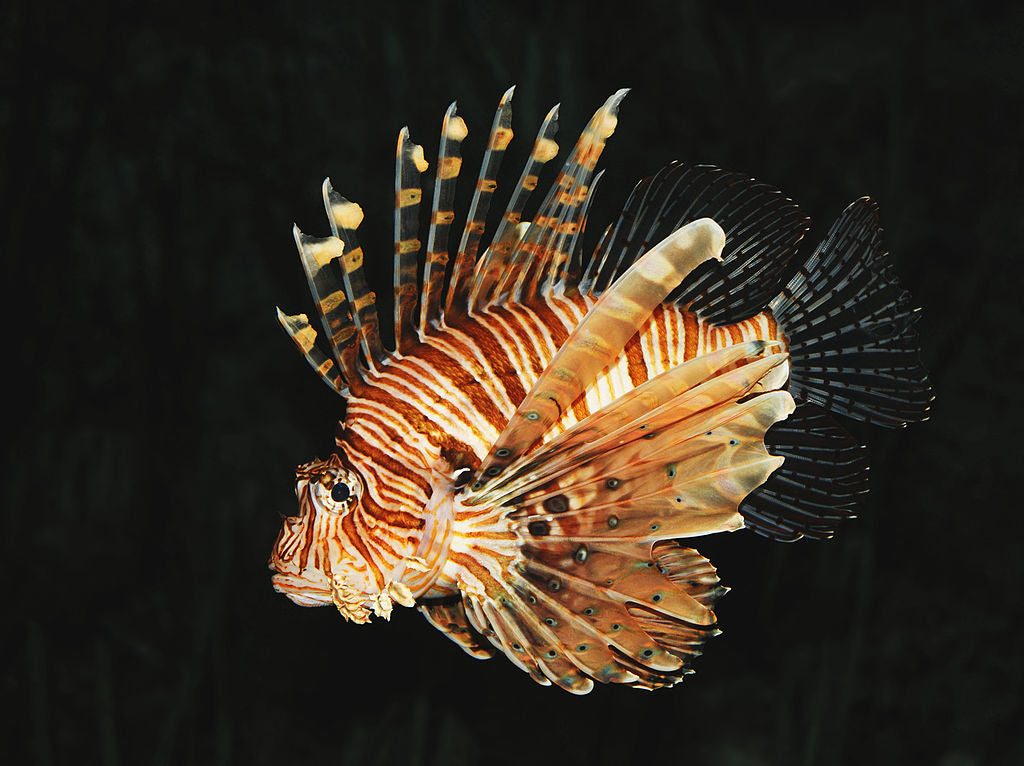 Lion fish