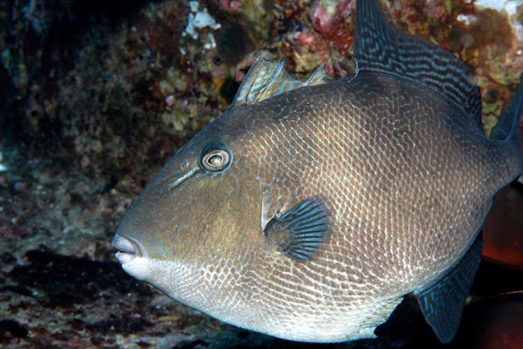 Triggerfish