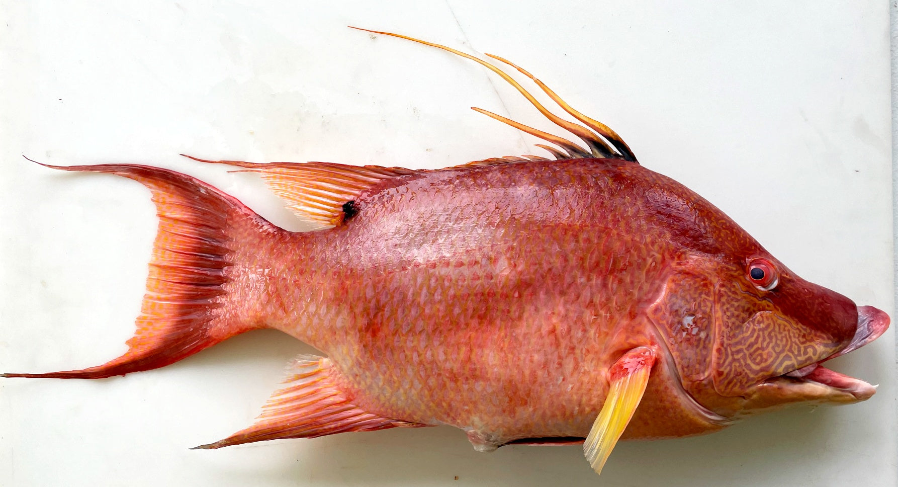 Hogfish Snapper