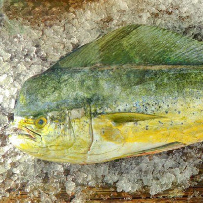 Mahi Mahi