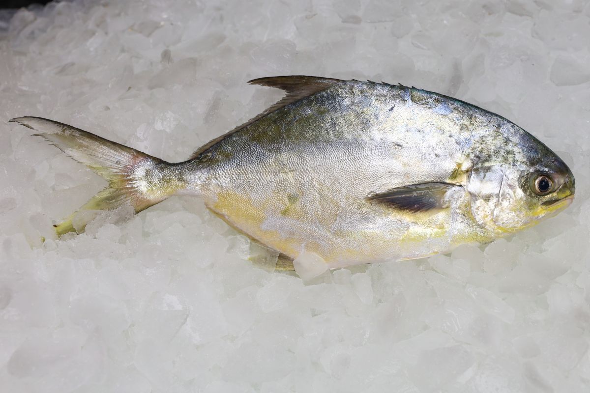 Whole Pompano