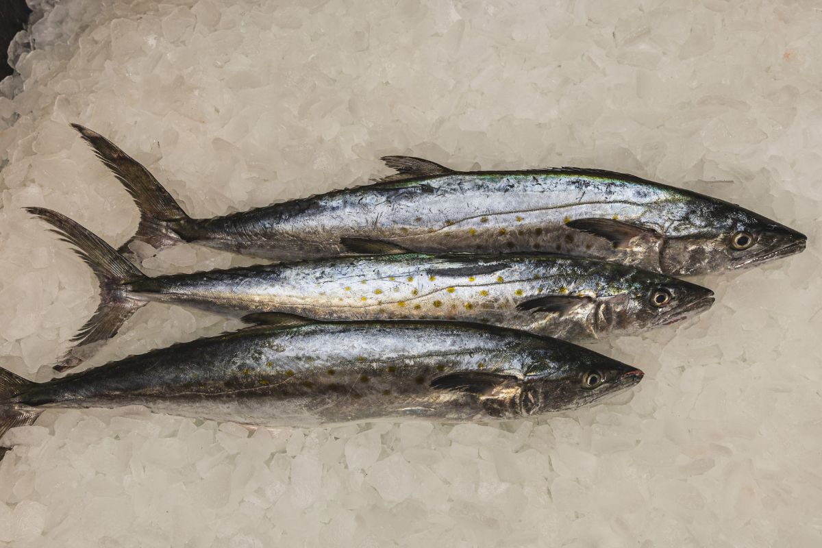 Spanish Mackerel