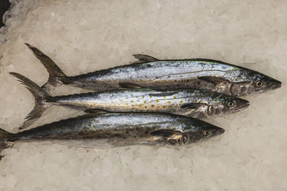 Spanish Mackerel