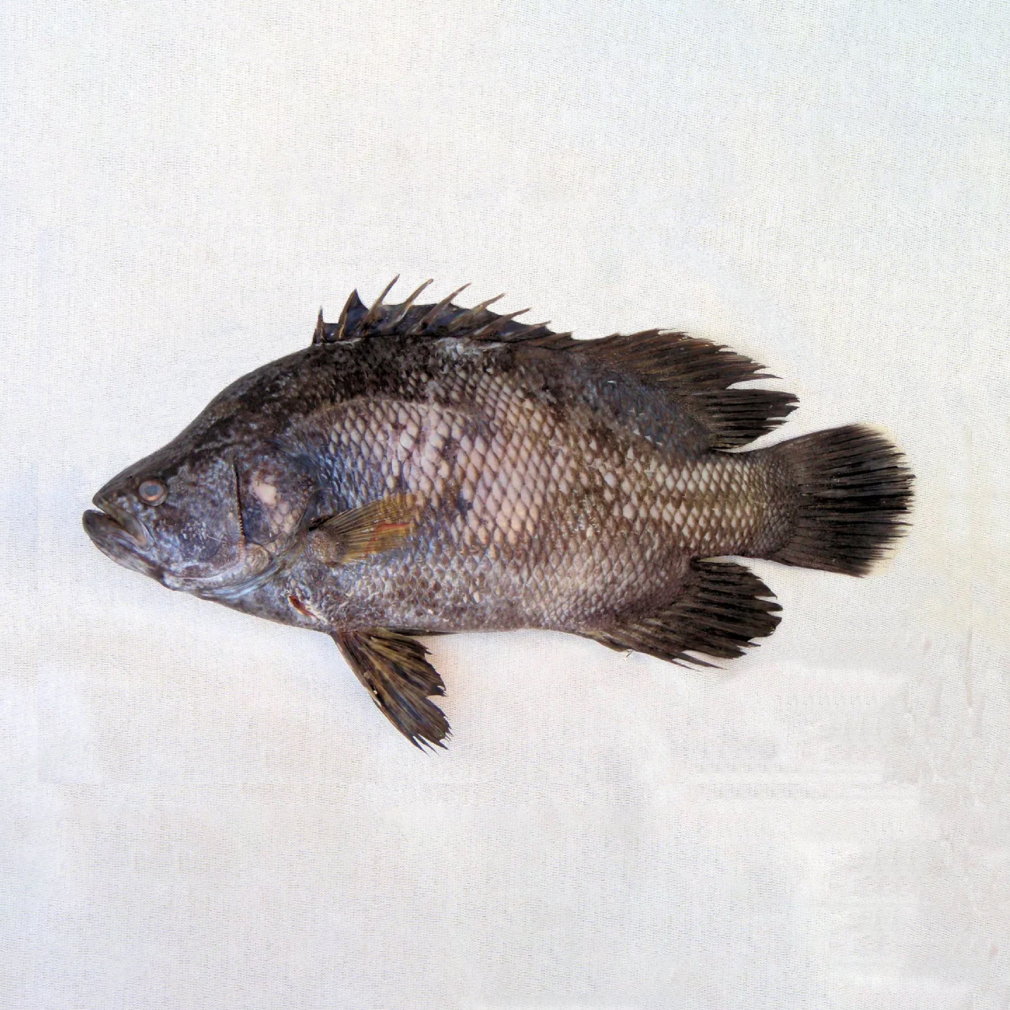 Triple Tale Fish Buy Triple Tail Fish | Wild-Caught, Fresh & Tasty – FloridaFreshFish.com